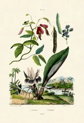 Galanga